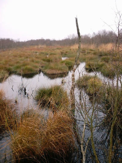 Thorne Moors: Thorne Moors